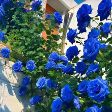 Load image into Gallery viewer, Blue Enchantress Rose Seeds For Garden