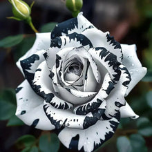 Load image into Gallery viewer, Blue Enchantress Rose Seeds For Garden