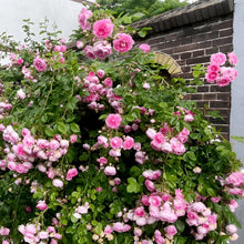 Load image into Gallery viewer, 🌸✨SkyBloom Roses – Elegant Climbing Seeds🌹🌿