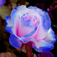 Load image into Gallery viewer, Blue Enchantress Rose Seeds For Garden