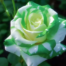 Load image into Gallery viewer, Blue Enchantress Rose Seeds For Garden