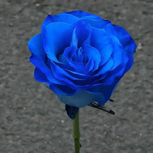Load image into Gallery viewer, Blue Enchantress Rose Seeds For Garden
