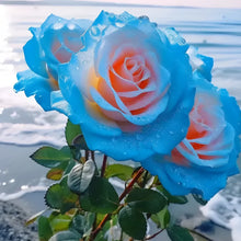 Load image into Gallery viewer, Blue Enchantress Rose Seeds For Garden